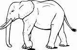 Elephant Asian Coloring Pages Color Printable Animals Animal Print Back sketch template