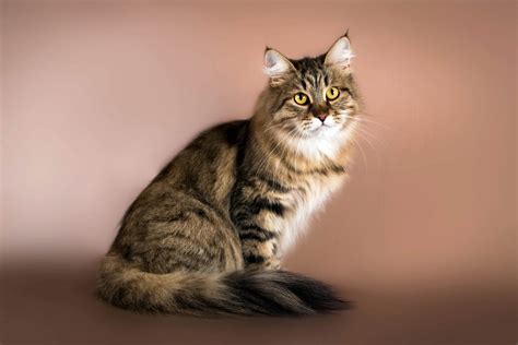 siberian cat  cat world