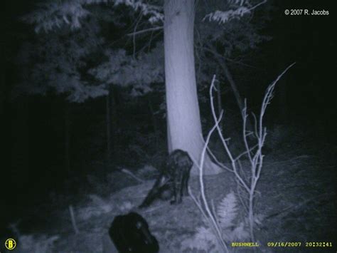 Creepy And Unexplained Trail Cam Pics