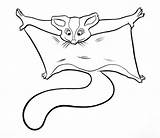 Sugar Glider Coloring Gliders Clipart Drawing Pages Hang Library Information Fun Cartoon Gliding Cliparts Unusual Pet Clip Getdrawings Vector Child sketch template