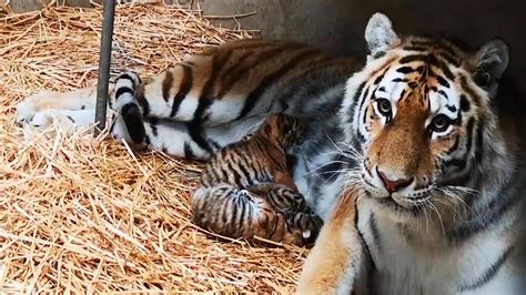safaripark beekse bergen zijn drie siberische tijgers geboren de welpjes en hun moeder maken