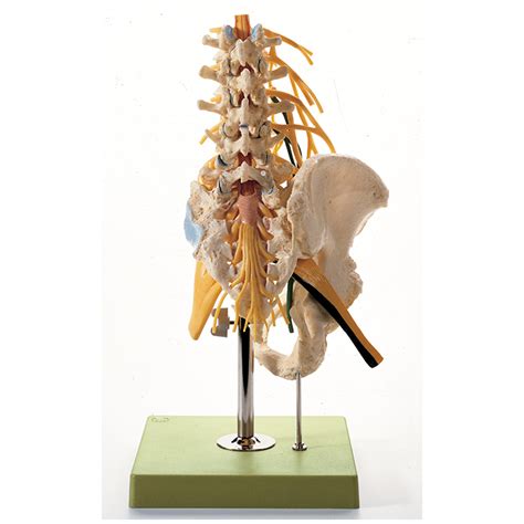 Po58 2 Lumbar Spinal Column With Innervation Adamrouilly