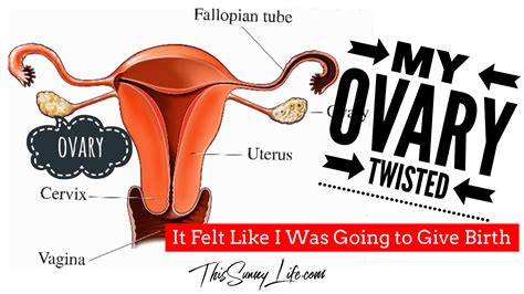 ovary twisted  felt      give birth  sunny life