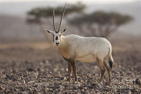 arabian oryx oryx leucoryx photograph  eyal bartov