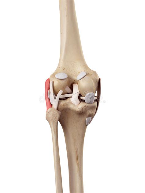fibular collateral ligament stock illustration illustration