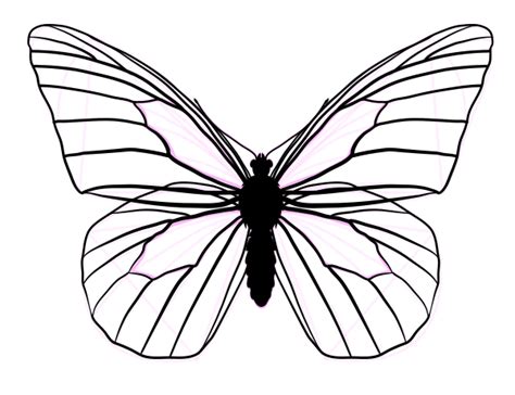 draw animals butterflies  anatomy  wing patterns
