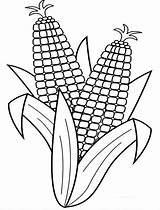 Corn Coloring Pages Harvest Stalk Drawing Indian Cob Harvesting Para Fall Clip Easy Color Print Colorir Milho Printable Ears Stalks sketch template