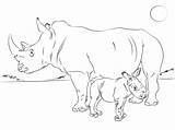 Rhinoceros Coloring Pages Getdrawings sketch template