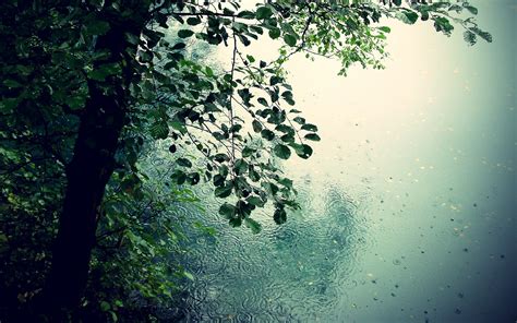 rain full hd wallpaper  background image  id