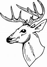 Clipart Deer Head Clip Buck Stag Cliparts Drawing Line Outline Cartoon Face Library Side Gazelle Link Attribution Forget Don Use sketch template