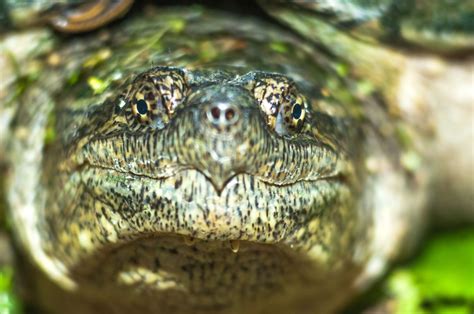 smiling snapping turtle  michaelbrausen  youpic