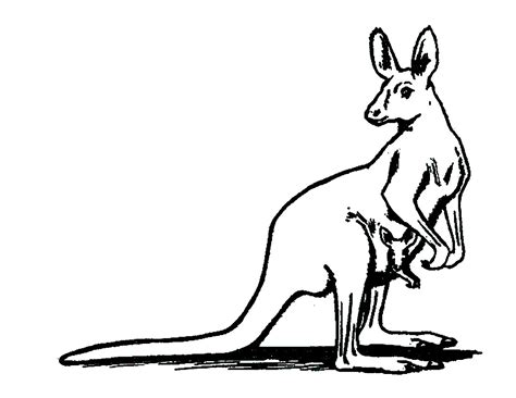 kangaroos kangaroos kids coloring pages