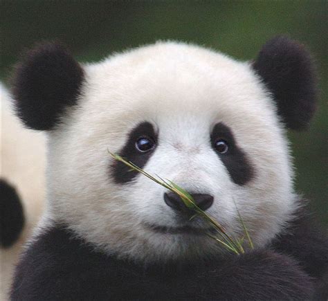 day  blogger pandas  eat  face