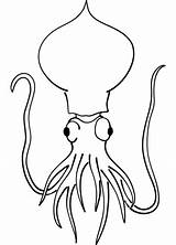 Squid Coloring Pages Printable Categories Drawing sketch template