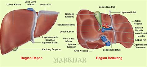 organ  sistem ekskresi  manusia lengkap bagian fungsi