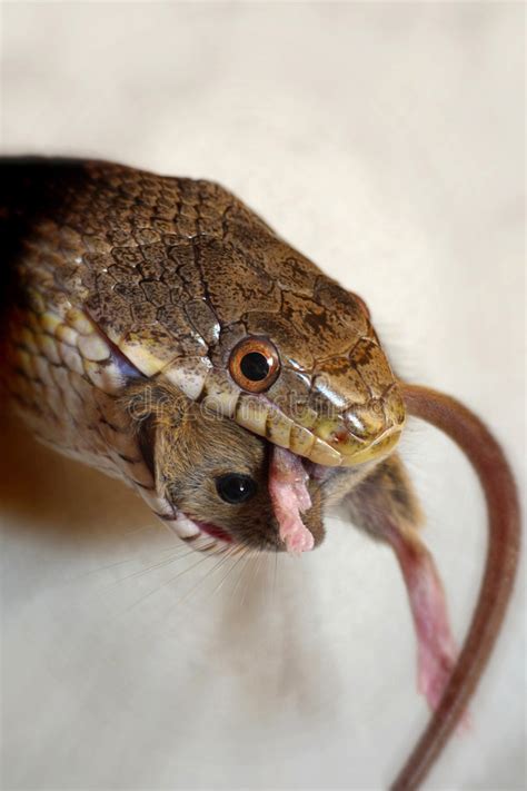 grey rat snake eating stock image image  hunt catch