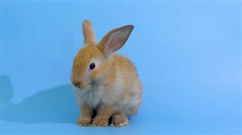 Brown Little Adorable Bunny Rabbit Stockvideos And Filmmaterial 100