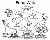 Food Web Coloring Pages Chains Chain Kids Webs Preschool Children Worksheet Simple Coloringpagesfortoddlers Activity Rainforest sketch template