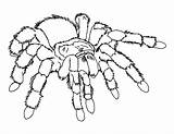 Coloring Spider Pages Tarantula Scary Printable Kids Giant Color Colouring Bugs Sheet Drawing Print Sheets Bug Halloween Iron Horror Animal sketch template