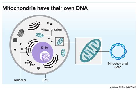 could mitochondria be the key to a healthy brain scientific american