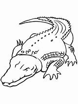 Cocodrilo Australiano Marino Crocodile Saltwater sketch template