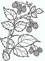 Coloring Pages Raspberries Berries sketch template