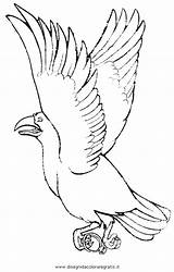 Corvo Cornacchia Animali Uccelli sketch template