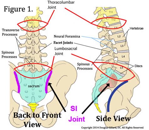 learn   lumbar spine anatomy   world renowned spine expert