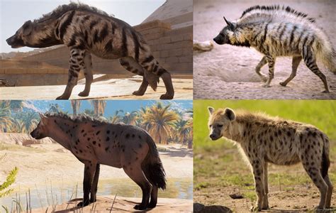 hyena profile  information