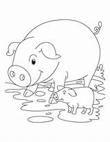 Pig Coloring Piglet Pages Baby Pigs Template Cute Piglets Print Printable Color Kids Templates Animal Clip Mud Simple Books Info sketch template
