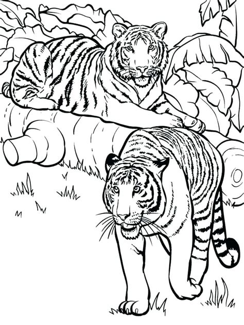 tiger cub coloring pages  getcoloringscom  printable colorings