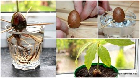 How To Grow Avocados From Seed The Fastest Way The Whoot Faire