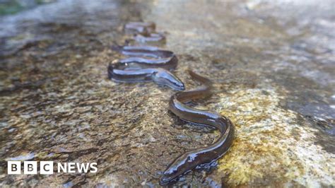 Conga Eels Elvers Crawl In Line Up Waterfall Bbc News