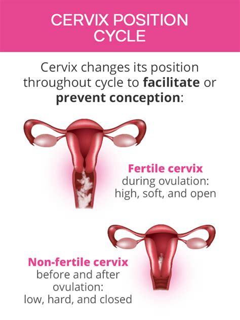 does the cervix close after ovulation