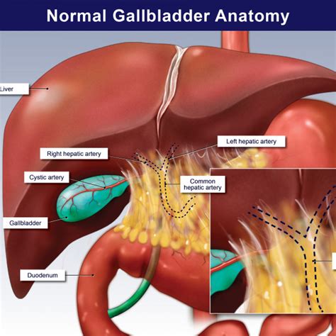 Normal Gallbladder Anatomy Trialexhibits Inc