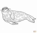 Weddell Foca Zeehond Sketch Ausmalbild Seals Kleurplaten Harbor sketch template
