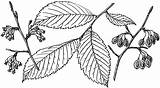 Elm American Leaf Branch Ulmus Line Cliparts Clipart Americana Etc Library Large Usf Edu Tiff sketch template
