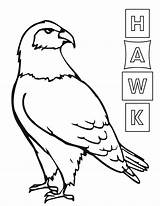 Hawk Coloring Pages Animal Hawk3 sketch template