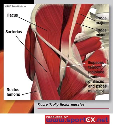 Hip Flexor Muscles Sportex Medicine 2011 47 Jan 7 11 Sportex