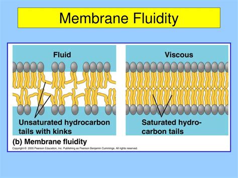 chapter  membrane structure  function powerpoint