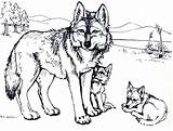 Coloring Wolf Pages Baby Print Wolves Printable Kids Adults Colouring Sheets Animal Adult Choose Board Beautiful Online Drawing Pdf Popular sketch template