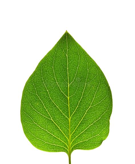 groen blad stock afbeelding afbeelding bestaande uit geisoleerd