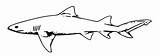 Shark Leopard Coloring Clipart 1969 699px 12kb Drawings sketch template