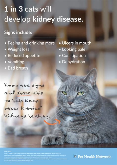 kidney failure  cats stages