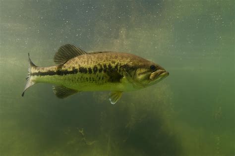 Pêcher Le Black Bass En No Kill Fédération De Pêche Du Rhône