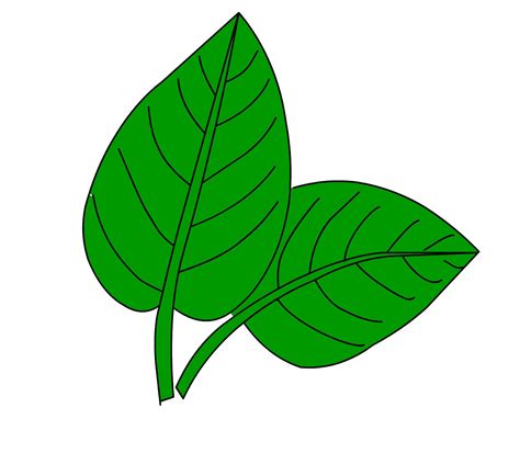 images  leaf  kids green learning printable