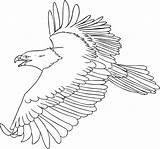 Coloring Flying Bird Pages Eagle Popular Print sketch template