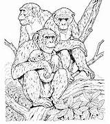 Coloring Pages Primates Family First Apes Primate Animals Ws School Chimpanzee Printable Chimp Wild Activities sketch template
