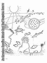 Coloring Pages Sheets Ecosystem Food Chain Reef Coral Printable Kids Animal Habitats Biomes Biome Living Habitat Web Drawing Marine Print sketch template