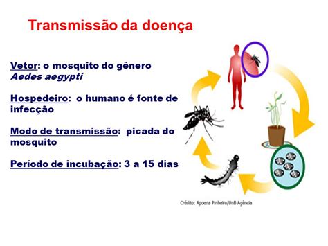 conhecendo a dengue transmissão da dengue